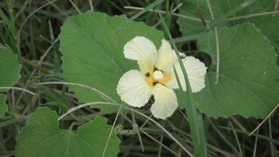 Momordica foetida, photographed by Shaun Swanepoel