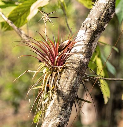 Lemeltonia monadelpha, photographed by Gerry van Tonder
