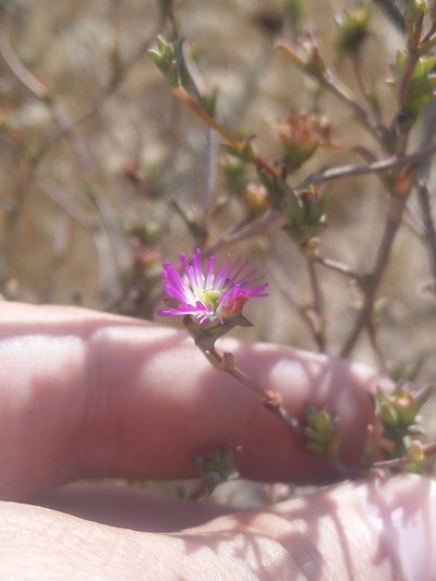 Erepsia patula, photographed by Jacques van der Merwe