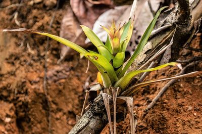 Guzmania lingulata, photographed by Gerry van Tonder