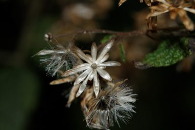 Ageratina espinosarum, photographed by Juan Cruzado Cortés