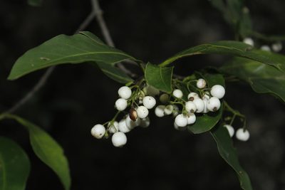 Chiococca pachyphylla, photographed by Juan Cruzado Cortés