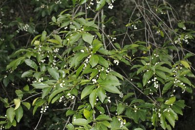 Chiococca pachyphylla, photographed by Juan Cruzado Cortés