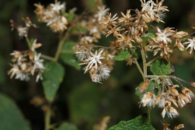 Ageratina espinosarum, photographed by Juan Cruzado Cortés