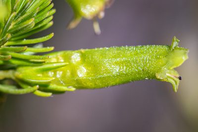 Erica viscaria, photographed by magriet b