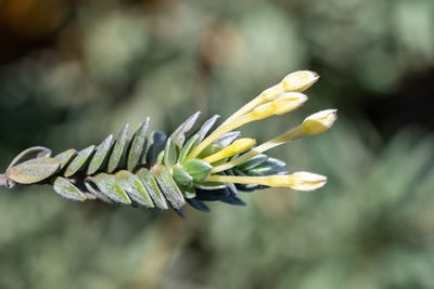 Gnidia anomala, photographed by magriet b