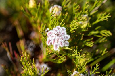 Serruria rostellaris, photographed by magriet b