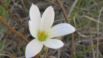 Zephyranthes mesochloa, photographed by demianlescano