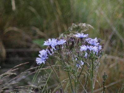Lactuca plumieri, photographed by Yves Bas