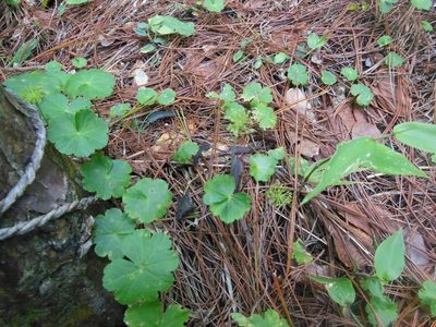 Hydrocotyle mexicana, photographed by Neptalí Ramírez Marcial