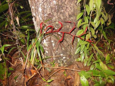 Tillandsia leiboldiana, photographed by Neptalí Ramírez Marcial