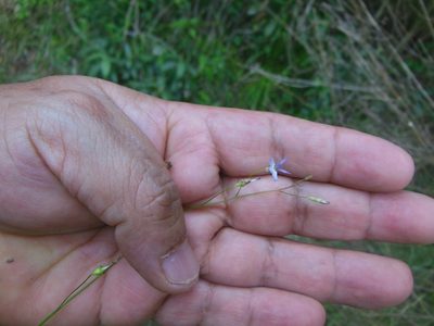 Lobelia longicaulis, photographed by Neptalí Ramírez Marcial