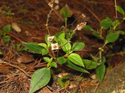 Arthrostemma parvifolium, photographed by Neptalí Ramírez Marcial