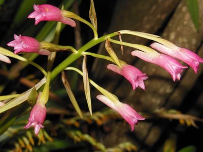 Coelia guatemalensis, photographed by Neptalí Ramírez Marcial