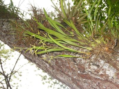 Prosthechea rhynchophora, photographed by Neptalí Ramírez Marcial