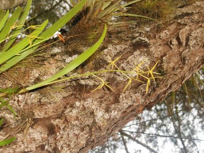 Prosthechea rhynchophora, photographed by Neptalí Ramírez Marcial