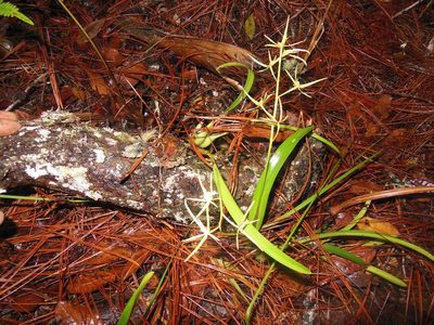 Prosthechea rhynchophora, photographed by Neptalí Ramírez Marcial