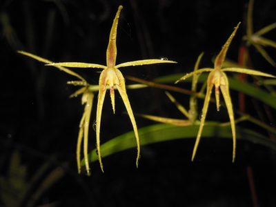 Prosthechea rhynchophora, photographed by Neptalí Ramírez Marcial