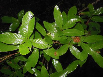 Quercus elliptica, photographed by Neptalí Ramírez Marcial
