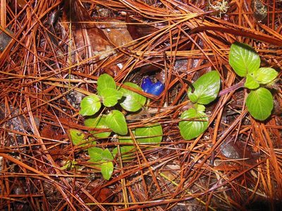 Coccocypselum cordifolium, photographed by Neptalí Ramírez Marcial