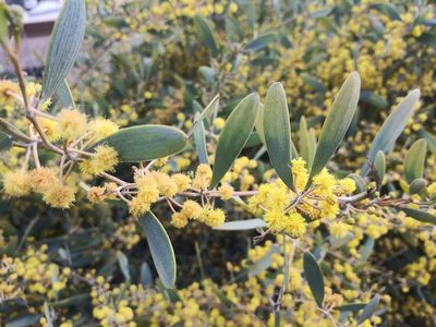 Acacia redolens, photographed by Adena Arviso