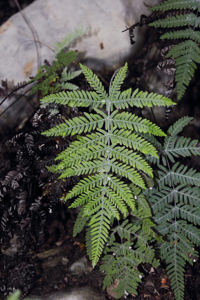 Notholaena candida, photographed by Juan Cruzado Cortés