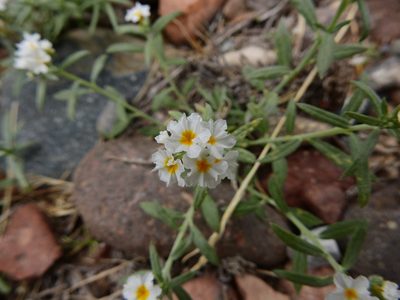 Euploca mendocina, photographed by Guillermo Debandi