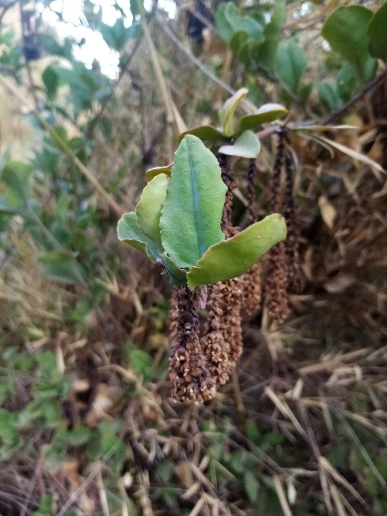Ercilla spicata, photographed by Raúl Cuevas Medina