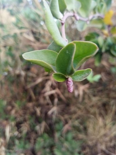 Ercilla spicata, photographed by Raúl Cuevas Medina