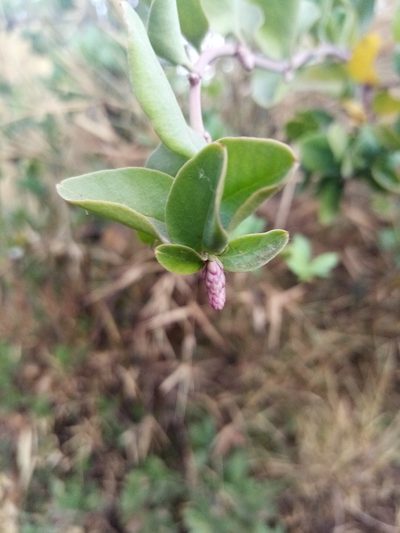 Ercilla spicata, photographed by Raúl Cuevas Medina