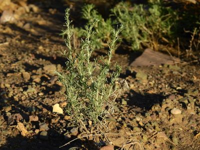 Artemisia mendozana, photographed by Guillermo Debandi