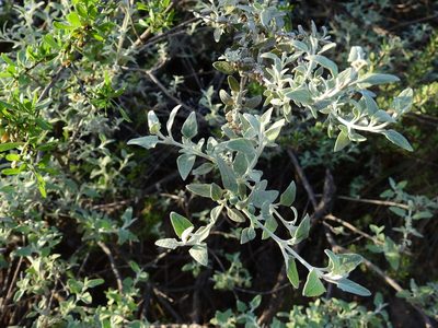 Buddleja mendozensis, photographed by Guillermo Debandi