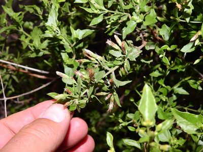 Austrobrickellia patens, photographed by Guillermo Debandi