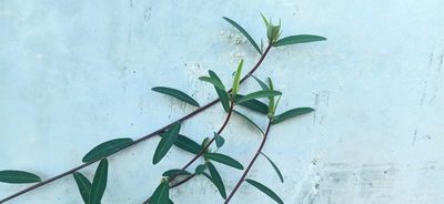 Microstachys chamaelea, photographed by Ong Jyh Seng