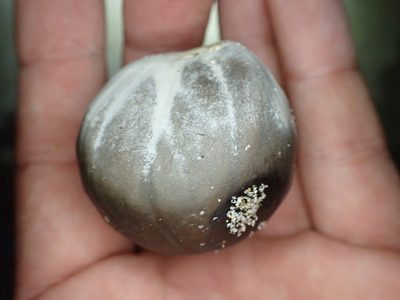 Manicaria saccifera, photographed by John Abrams