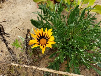 Gazania linearis, photographed by Tyler Bishop