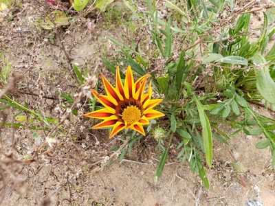 Gazania linearis, photographed by Tyler Bishop