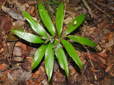 Zamia prasina, photographed by Juan Cruzado Cortés