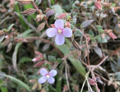 Schwackaea cupheoides, photographed by Andrew J. Crawford