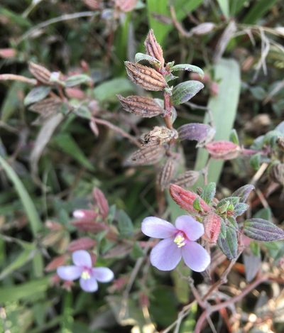 Schwackaea cupheoides, photographed by Andrew J. Crawford