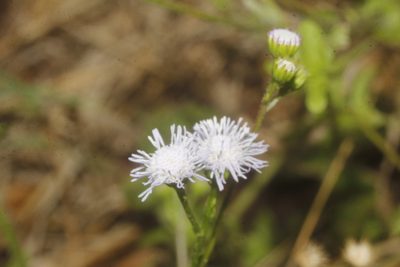 Ageratum gaumeri, photographed by Juan Cruzado Cortés