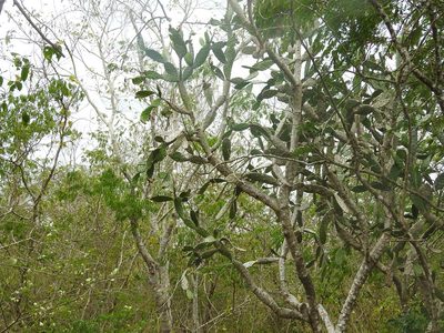 Opuntia karwinskiana, photographed by Juan Cruzado Cortés