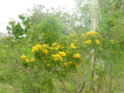 Senna racemosa, photographed by Juan Cruzado Cortés