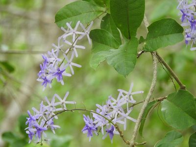 Petrea volubilis, photographed by Juan Cruzado Cortés