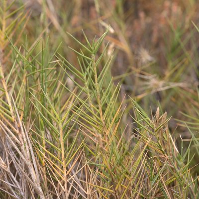 Distichlis distichophylla, photographed by Kym Nicolson