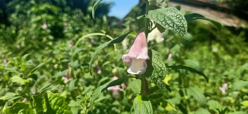 Sesamum radiatum, photographed by Ong Jyh Seng