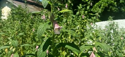 Sesamum radiatum, photographed by Ong Jyh Seng