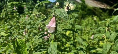 Sesamum radiatum, photographed by Ong Jyh Seng
