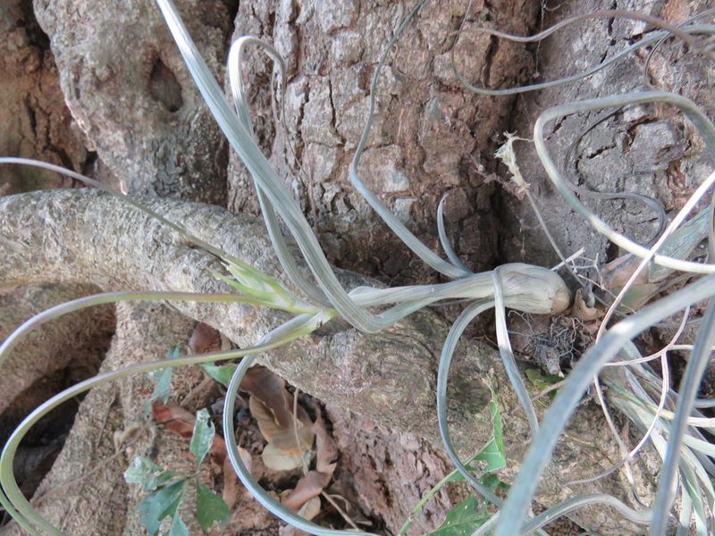 Tillandsia pseudobaileyi, photographed by Alexis López Hernández
