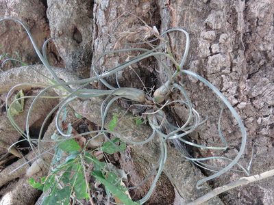 Tillandsia pseudobaileyi, photographed by Alexis López Hernández
